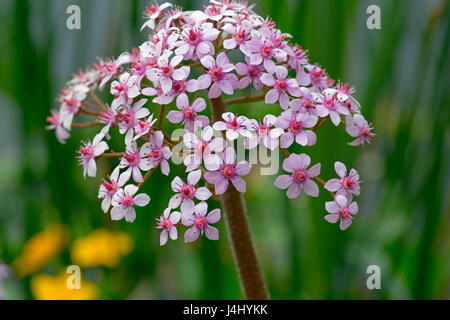 Darmera Peltata oder indischen Rhabarber Stockfoto