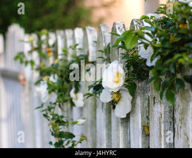 Weiße Blumen und Reben auf weißen Lattenzaun Stockfoto