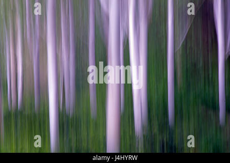 Himalaya-Birken Betula Utilis var. Jacquemontii in abstrakten fotografiert Stockfoto