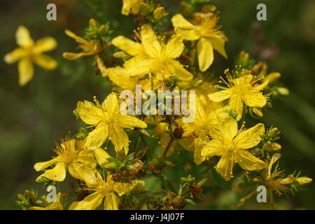 Blumen von einem Johanniskraut (Hypericum Perforatum) Stockfoto