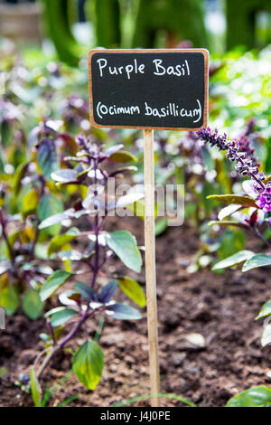 Label für lila Basilikum (Ocimum Basilicum) im Garten Stockfoto