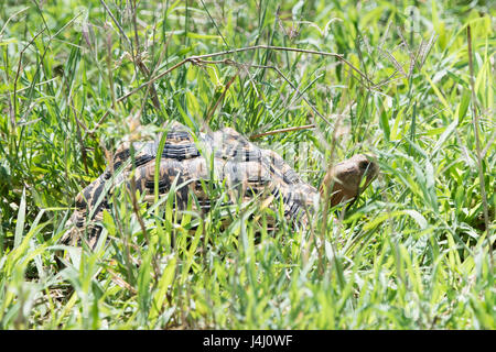 Leopard Schildkröte (Stigmochelys Pardalis) Bewegung durch Deep Grass im Norden von Tansania Stockfoto