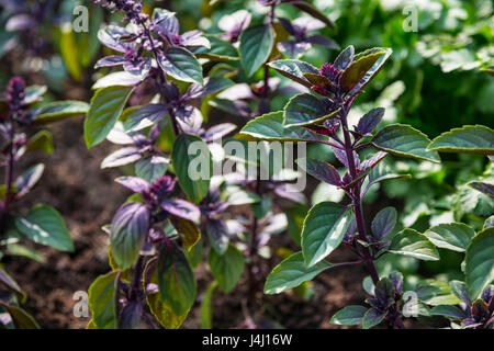 Lila Basilikum (Ocimum Basilicum) im Garten wächst Stockfoto