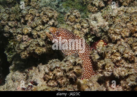 Ein Türkei Moray, Gymnothorax Meleagris, auch bekannt als die Perlhühner Moray oder Whitemouth Moray, unter Wasser in der Lagune von Bora Bora, Pazifik Stockfoto