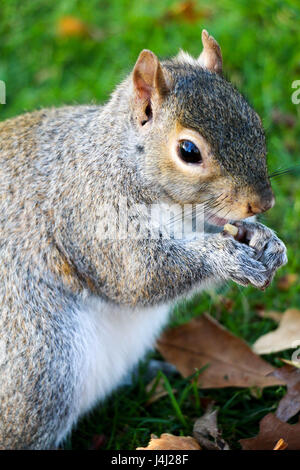 Ein Eichhörnchen Verzehr von Nüssen im Hyde park Stockfoto