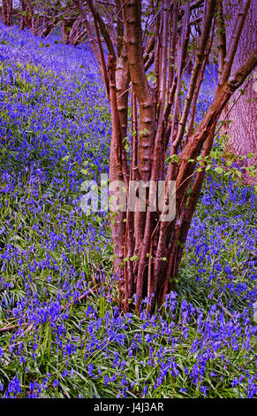 Glockenblumen auf dem Hügel im portrait Stockfoto