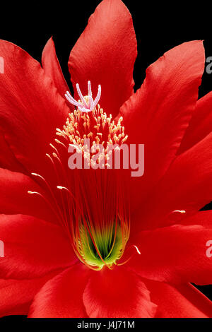 Nahaufnahme einer rote Orchidee Kaktus Blüte, Epiphyllum Ackermannii. Stockfoto