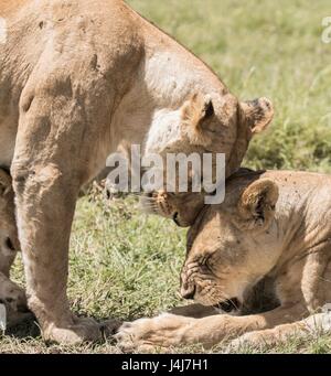 Schöne afrikanische Tierwelt Stockfoto