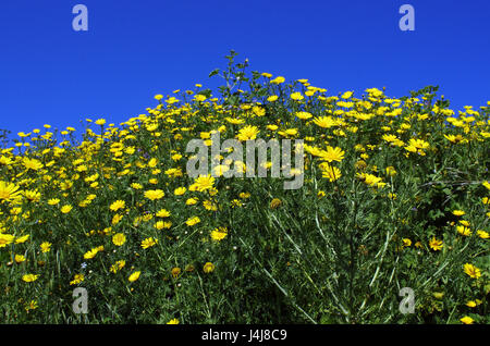 Blüte der wilden gelben Gänseblümchen in Sassari, Sardinien Stockfoto