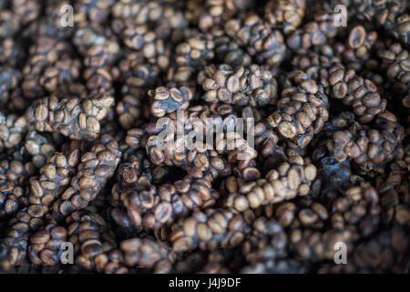 Nahaufnahme von Luwak Kaffee auf dem Display auf einer Kaffeeplantage in Yogyakarta, Java, Indonesien. Stockfoto