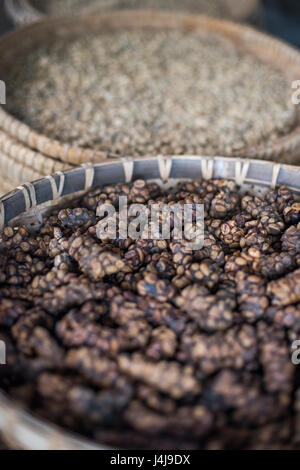 Nahaufnahme von Luwak Kaffee auf dem Display auf einer Kaffeeplantage in Yogyakarta, Java, Indonesien. Stockfoto