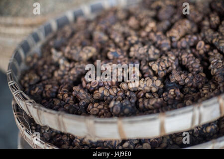 Nahaufnahme von Luwak Kaffee auf dem Display auf einer Kaffeeplantage in Yogyakarta, Java, Indonesien. Stockfoto