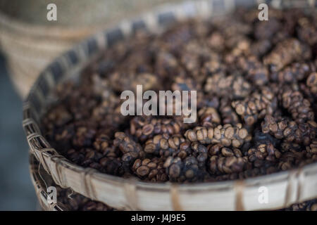 Nahaufnahme von Luwak Kaffee auf dem Display auf einer Kaffeeplantage in Yogyakarta, Java, Indonesien. Stockfoto