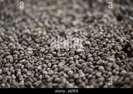 Nahaufnahme von Luwak Kaffee auf dem Display auf einer Kaffeeplantage in Yogyakarta, Java, Indonesien. Stockfoto