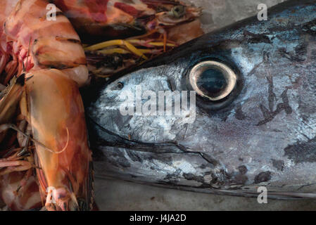 Frische Seeluft Fang: großen grauen Kopf Fisch mit leuchtend gelben Augen und schwarzen Pupille und eine riesige orange Tiger Garnelen mit Tentakeln. Stockfoto