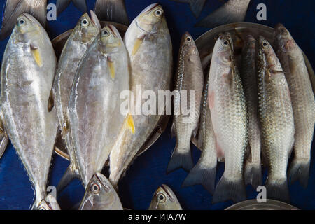 Eine Menge frischer Meeresfisch grauen Farbe und unterschiedlicher Größe und Art für den Verkauf auf einem blauen Hintergrund. Frische Meeresfrüchte. Stockfoto