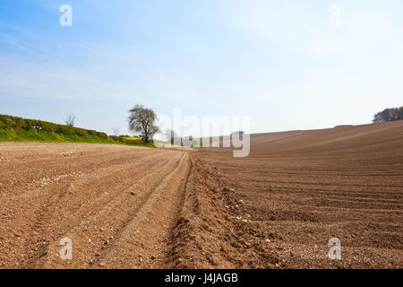 Kartoffel-Reihen auf welligen Ackerland mit einem Asche Baum und Weißdorn Hecke gemacht neu bei bewölktem Himmel blau im Frühling in die Yorkshire wolds Stockfoto