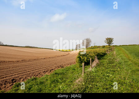 hügelige Ackerland mit neugebildeten Kartoffel Zeilen in der Nähe von Hecken und Bäumen bei blau bewölktem Himmel im Frühling in die Yorkshire wolds Stockfoto