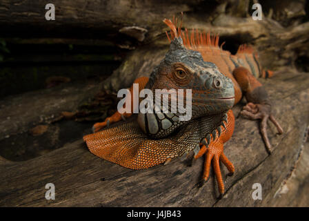 Die riesigen Leguan Echse bewegt sich entlang der Stamm des Baumes, dreht seinen Kopf und sieht genau, die Farbe ist grau und hell Orange, auf dem Kopf und nec Stockfoto