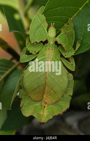 Eine ungewöhnliche tropische Insekten Phasmatodea: der Körper ist in der Farbe grün und das Blatt der Pflanze auf dem Mantis sitzt, um Aussehen in der Form ähnlich Stockfoto