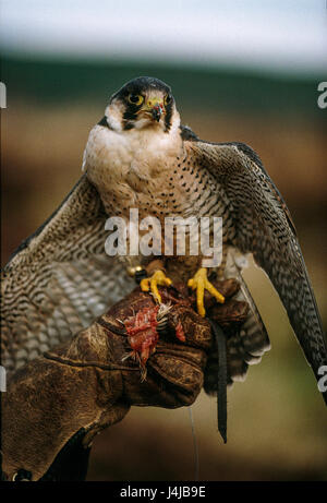 Ein Falke thront auf einem Falkner Handschuh, Gleneagles, Schottland. Derek Hudson / Alamy Stock Foto Stockfoto