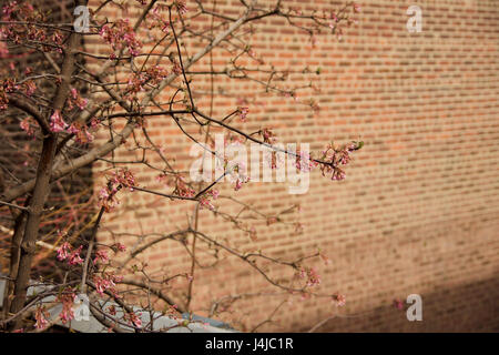 Zeichen der frühen Frühling auf städtischen Hintergrund Stockfoto