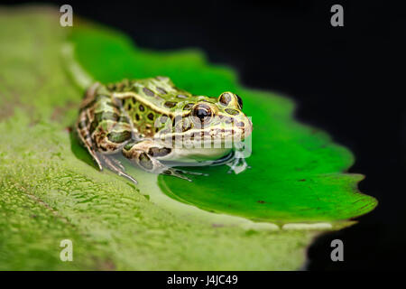 Nördlicher Leopardenfrosch (Lithobates pipiens) auf einer Lilypade, Manitoba, Kanada. Stockfoto