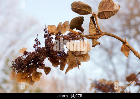 Toten Hortensie Blumen und Blätter draußen im Winter getrocknet Stockfoto