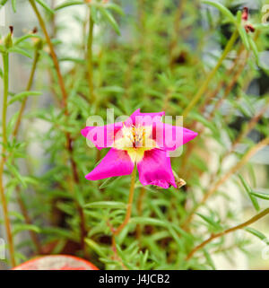 Portulaca Grandiflora Blüte, Rose Moss, 11:00 mexikanische Sonne Rock rose rosa. Stockfoto