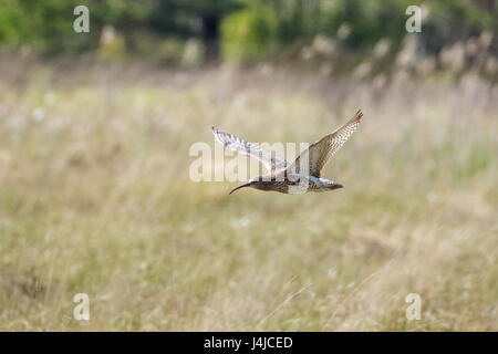 Eurasische Brachvogel (Numenius Arquata) Tiefflug über sonnige Heidelandschaft im Sonnenschein Stockfoto