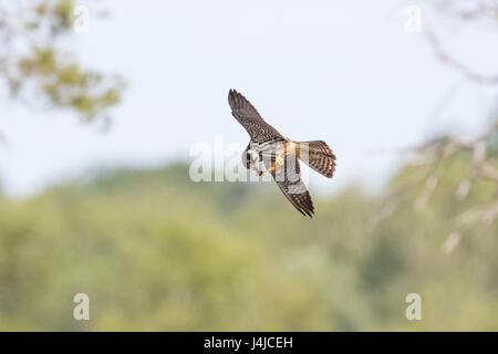 Eurasian Hobby Falke (Falco Subbuteo) fliegen, während des Fluges, Fütterung auf Libellen Dragonfly Beute auf dem Flügel an Flügel vor Stockfoto