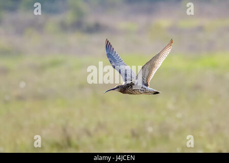 Eurasische Brachvogel (Numenius Arquata) Tiefflug über sonnige Heidelandschaft im Sonnenschein Stockfoto