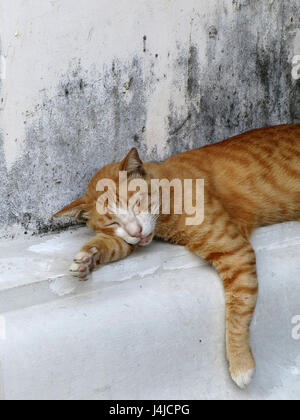 Eine müde braun Tabby Katze schläft auf dem Betonboden im Schatten. Stockfoto