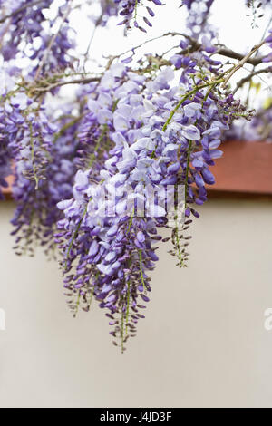 Wisteria Sinensis Blumen. Stockfoto