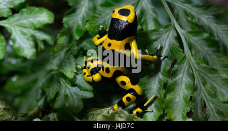 Dart frog Stockfoto