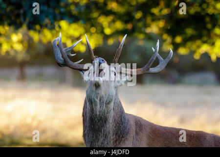 Red Deer rut Hirsch Porträt (Cervus Elaphus) brüllen oder ruft im Park Wald Stockfoto