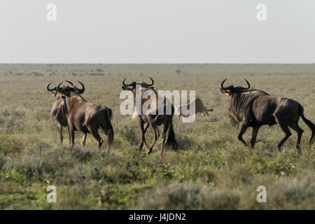 Geparden jagen Gnus, Tansania Stockfoto