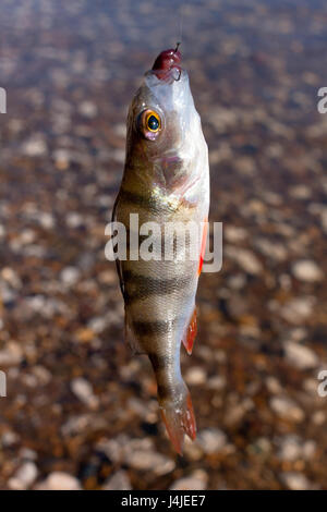 Gefangen Barsch (Perca fluviatilis) auf dem Haken Stockfoto