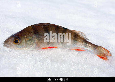 Gefangen Barsch (Perca fluviatilis) im Schnee Stockfoto