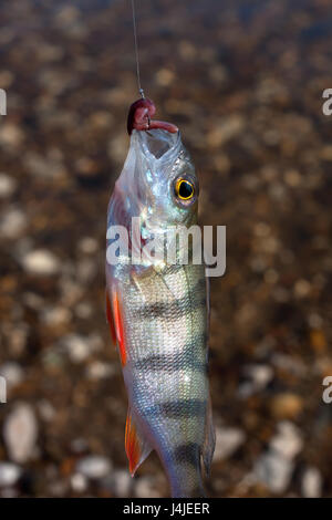 Gefangen Barsch (Perca fluviatilis) auf dem Haken Stockfoto