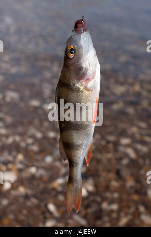 Gefangen Barsch (Perca fluviatilis) auf dem Haken Stockfoto