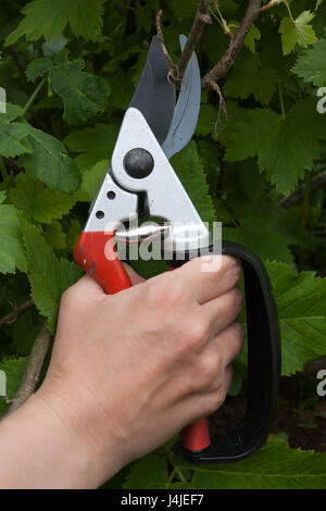 Der Garten Gartenschere in der Hand der Frauen Stockfoto