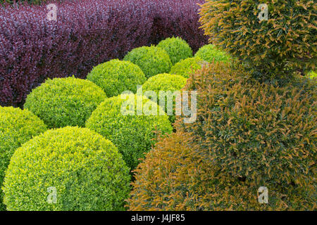 Box-Globen; Eibe; und lila Berberis hedging Stockfoto