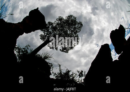 Schalenförmigen Stein. Der Pa Hin Ngam Nationalpark in Chaiyaphum, Thailand Stockfoto