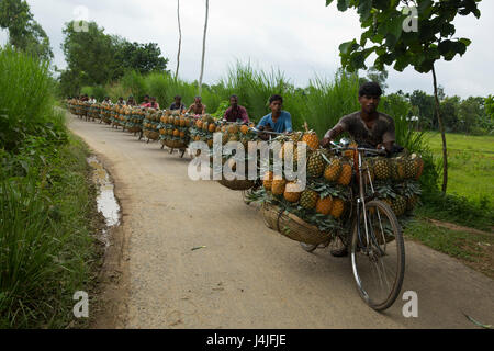 Bauern tragen reife Ananas auf Fahrrädern, sie zu einen nahe gelegenen Markt in Madhupur in Tangail, Bangladesch verkaufen. Stockfoto