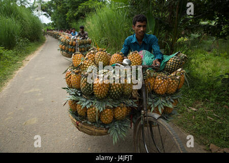 Bauern tragen reife Ananas auf Fahrrädern, sie zu einen nahe gelegenen Markt in Madhupur in Tangail, Bangladesch verkaufen. Stockfoto