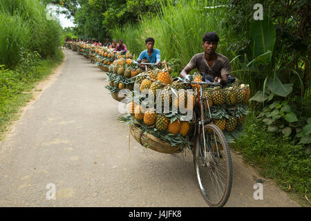 Bauern tragen reife Ananas auf Fahrrädern, sie zu einen nahe gelegenen Markt in Madhupur in Tangail, Bangladesch verkaufen. Stockfoto