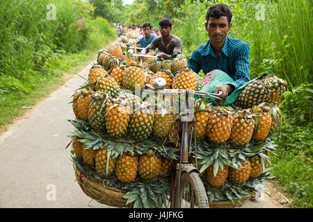 Bauern tragen reife Ananas auf Fahrrädern, sie zu einen nahe gelegenen Markt in Madhupur in Tangail, Bangladesch verkaufen. Stockfoto