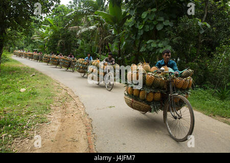 Bauern tragen reife Ananas auf Fahrrädern, sie zu einen nahe gelegenen Markt in Madhupur in Tangail, Bangladesch verkaufen. Stockfoto