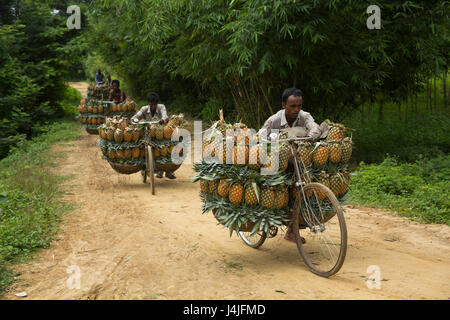 Bauern tragen reife Ananas auf Fahrrädern, sie zu einen nahe gelegenen Markt in Madhupur in Tangail, Bangladesch verkaufen. Stockfoto